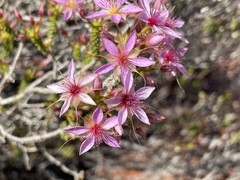 Calytrix carinata