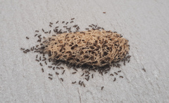 Paracles phaeocera