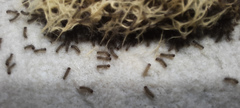 Paracles phaeocera