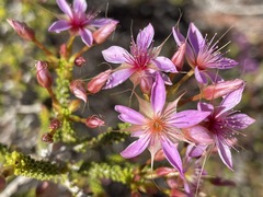 Calytrix carinata