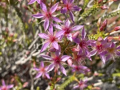 Calytrix carinata
