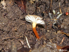 Mycena subulifera
