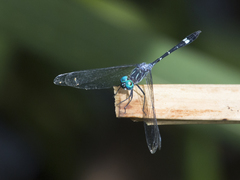 Micrathyria venezuelae