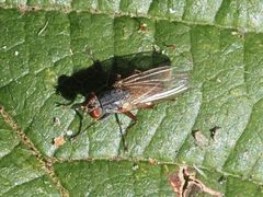 Lispocephala brachialis