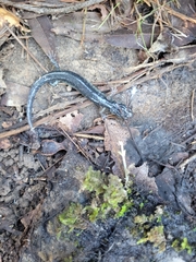 Aneides klamathensis