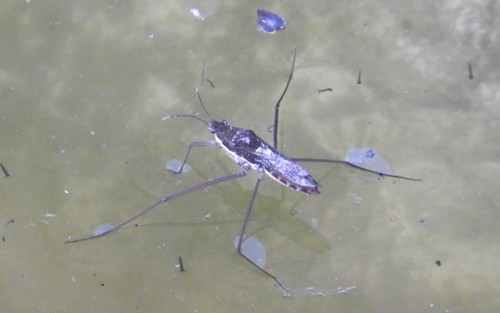 iNaturalist observation photo of North American Common Water Strider