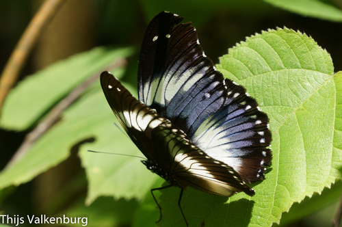 Blue Diadem Butterfly