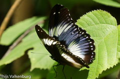 Hypolimnas salmacis magnifica