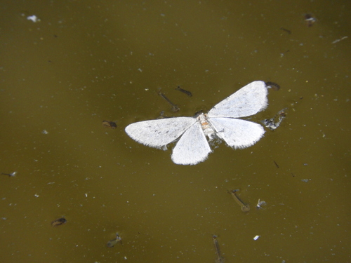 iNaturalist observation photo of Geometer Moths