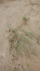 Thinopyrum bessarabicum