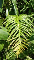 Neoblechnum brasiliense