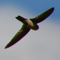 Aerodramus terraereginae