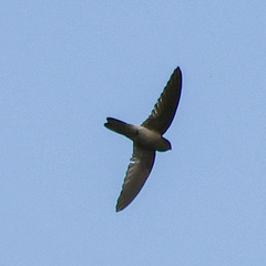 Aerodramus terraereginae