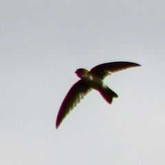 Aerodramus terraereginae