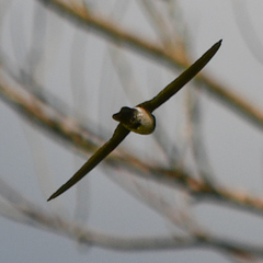 Aerodramus terraereginae