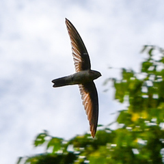 Aerodramus terraereginae
