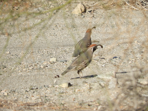 iNaturalist observation photo of Gambel's Quail