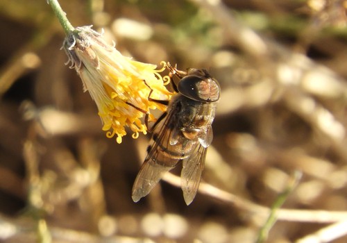 iNaturalist observation photo of Isabelle's Bromeliad Fly