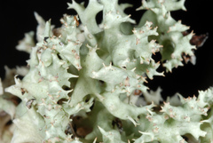 Cladonia caroliniana