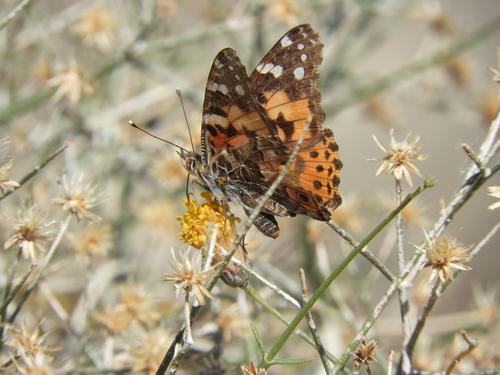 iNaturalist observation photo of Painted Lady