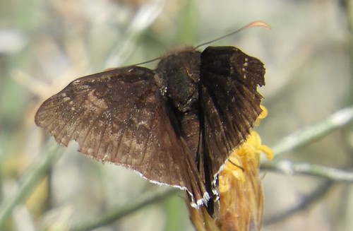 iNaturalist observation photo of Duskywings