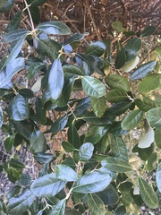 Feijoa