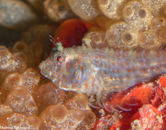 Oyster Blenny photo 4