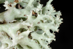 Cladonia caroliniana
