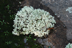 Cladonia caroliniana