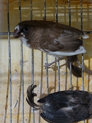Lonchura striata domestica