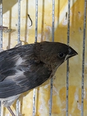 Lonchura striata domestica