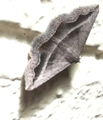 Lesmone griseipennis