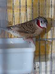 Amadina fasciata