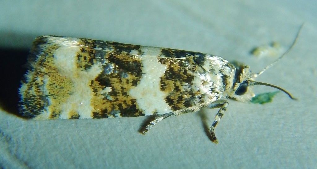 Olethreutes carolana