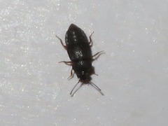 Proteininae