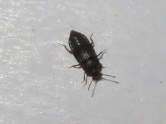 Proteininae
