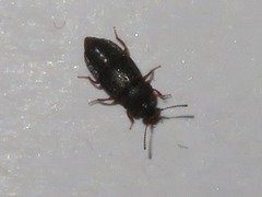 Proteininae