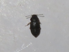Proteininae