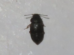 Proteininae
