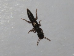 Rugilus rufipes