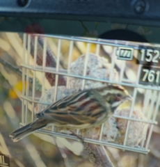 Emberiza schoeniclus