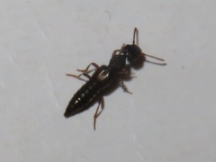 Rugilus rufipes