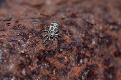 Cyllodania bicruciata