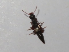 Rugilus rufipes
