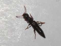 Rugilus rufipes