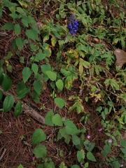 Salvia mocinoi