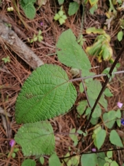 Salvia mocinoi