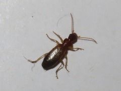 Paradromius linearis