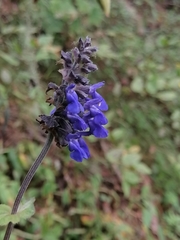 Salvia mocinoi