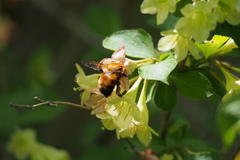 Bombus diversus diversus